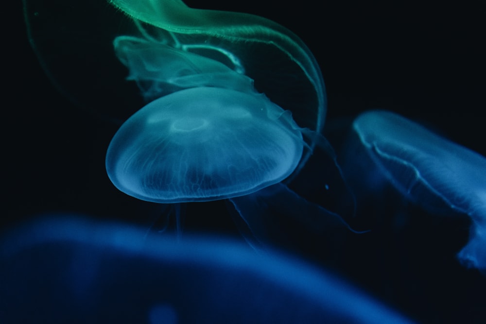 Bioluminescent Pictures  Download Free Images on Unsplash