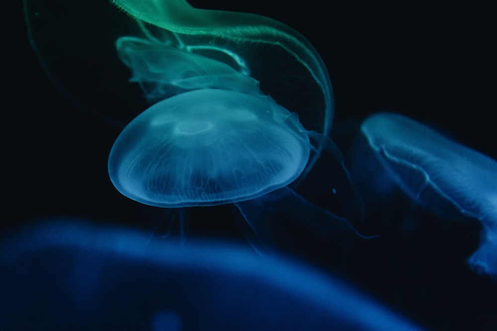 jelly fish photo