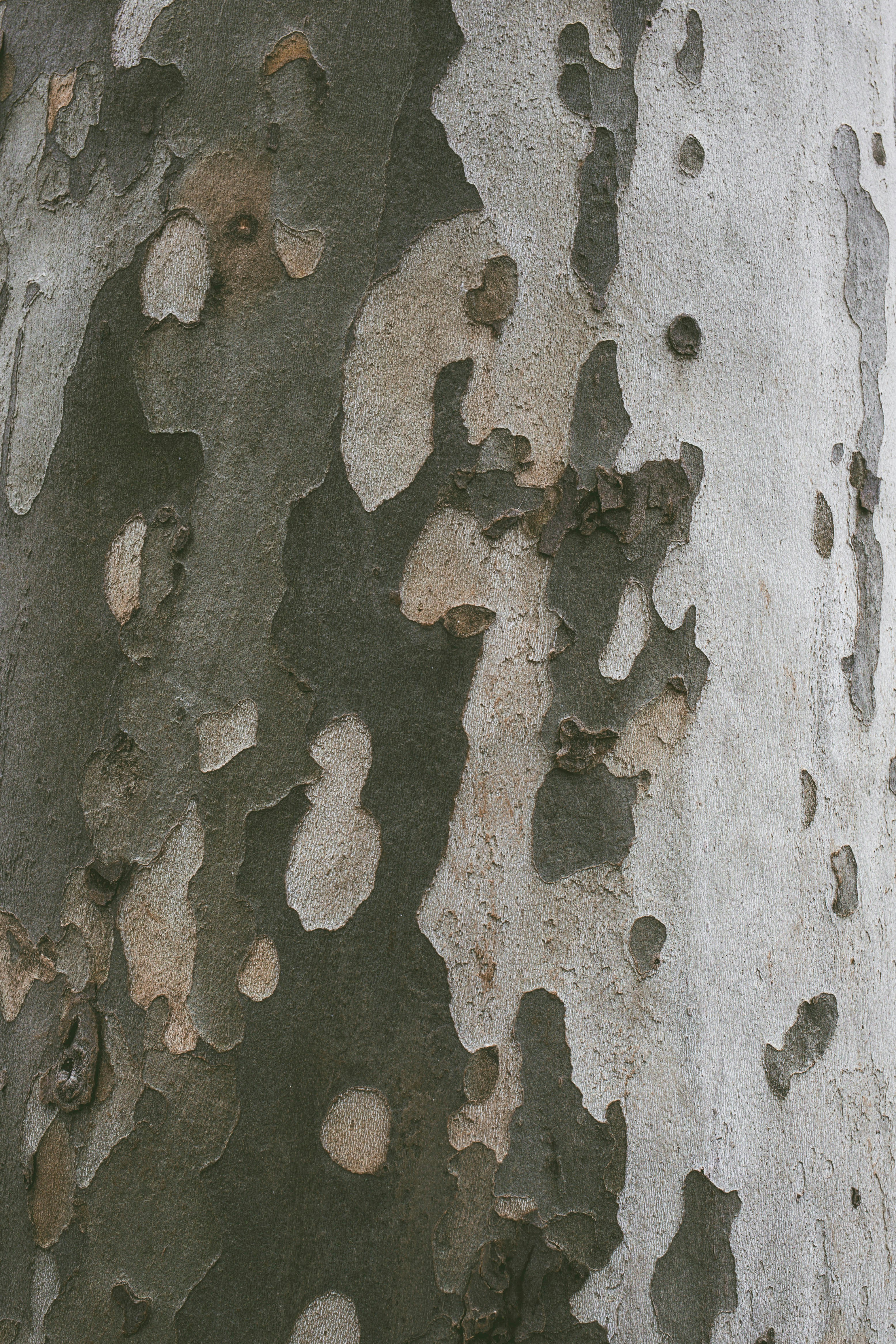 350 Camouflage Pictures Hq Download Free Images On Unsplash - 