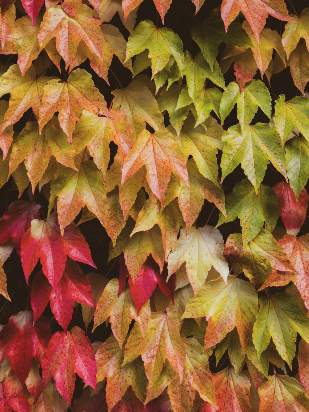 feuilles brunes et rouges