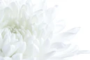white flower