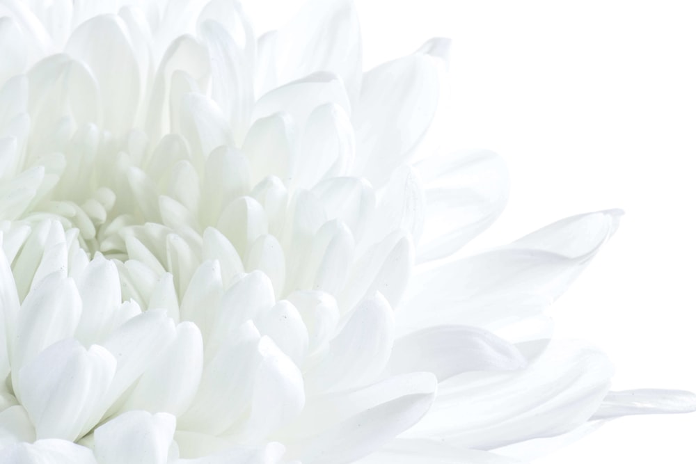 100+ White Flower Pictures | Download Free Images on Unsplash