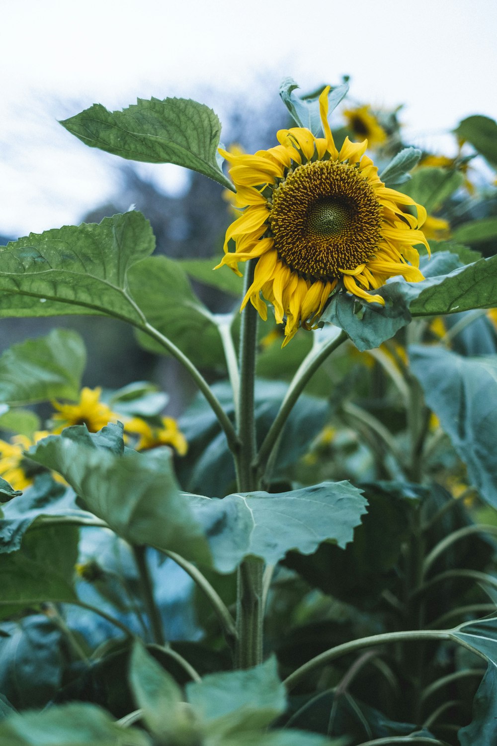 meadow of Sunflowers