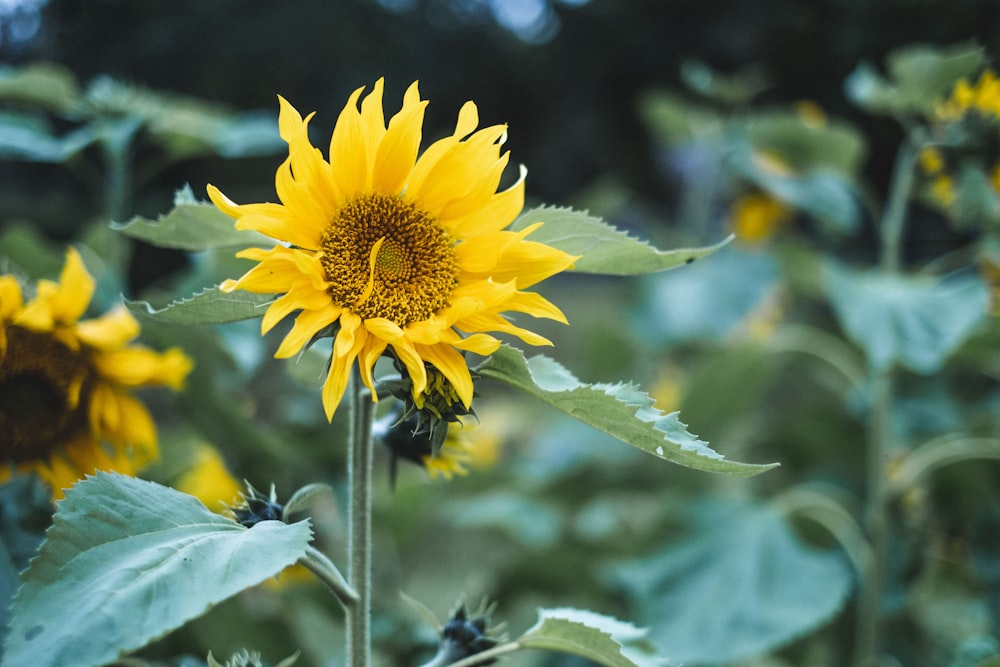 selective focus photography of yellow sunflower