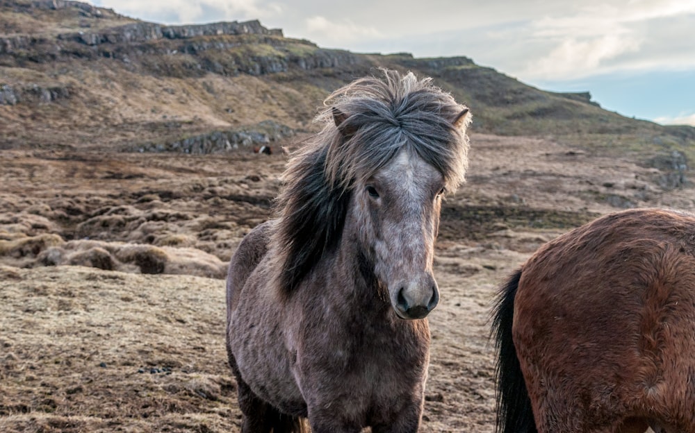 gray horse