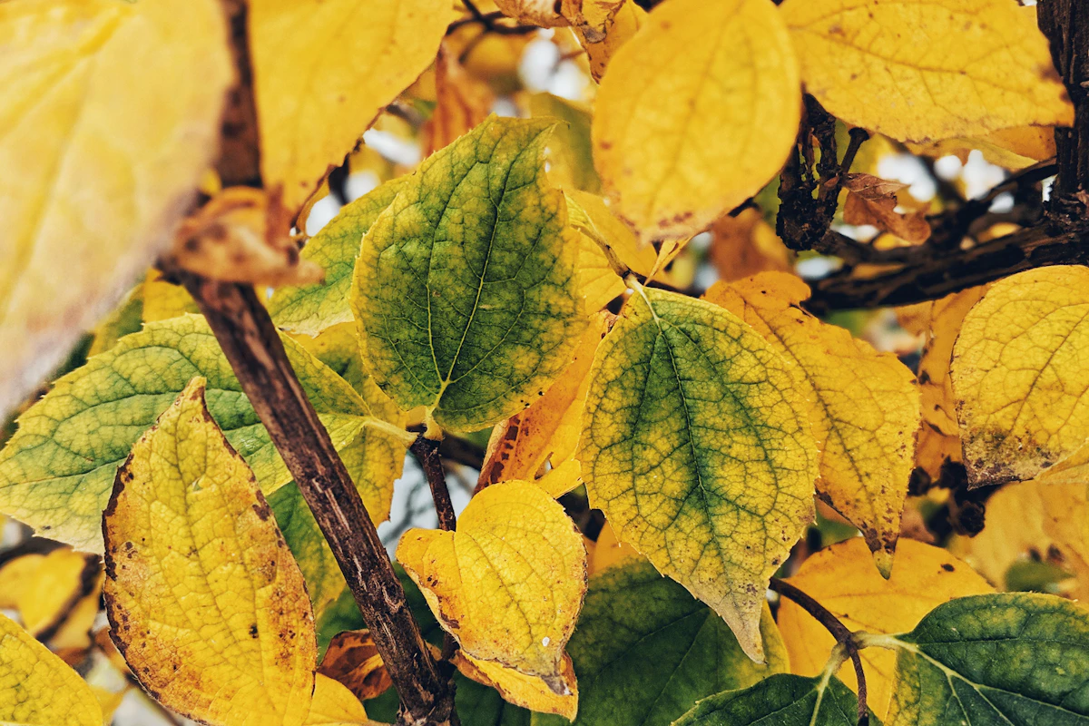 Why Are My Houseplant Leaves Turning Yellow?