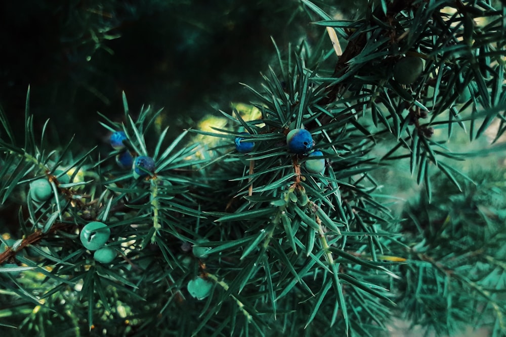 green-leafed plant with round green and blue fruits