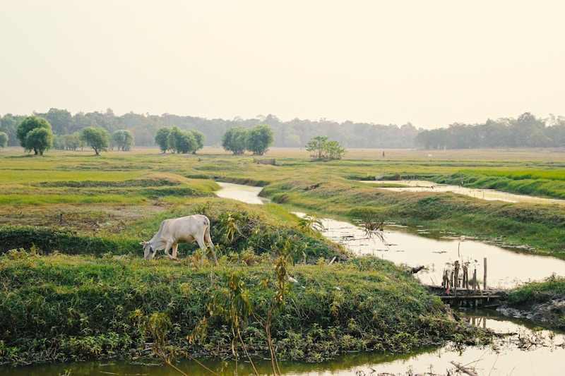 Dawei