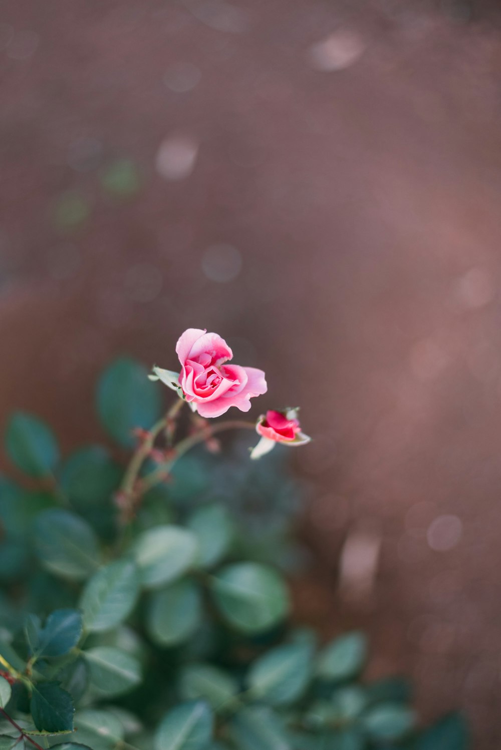 pink and white flower in selective-focus photography