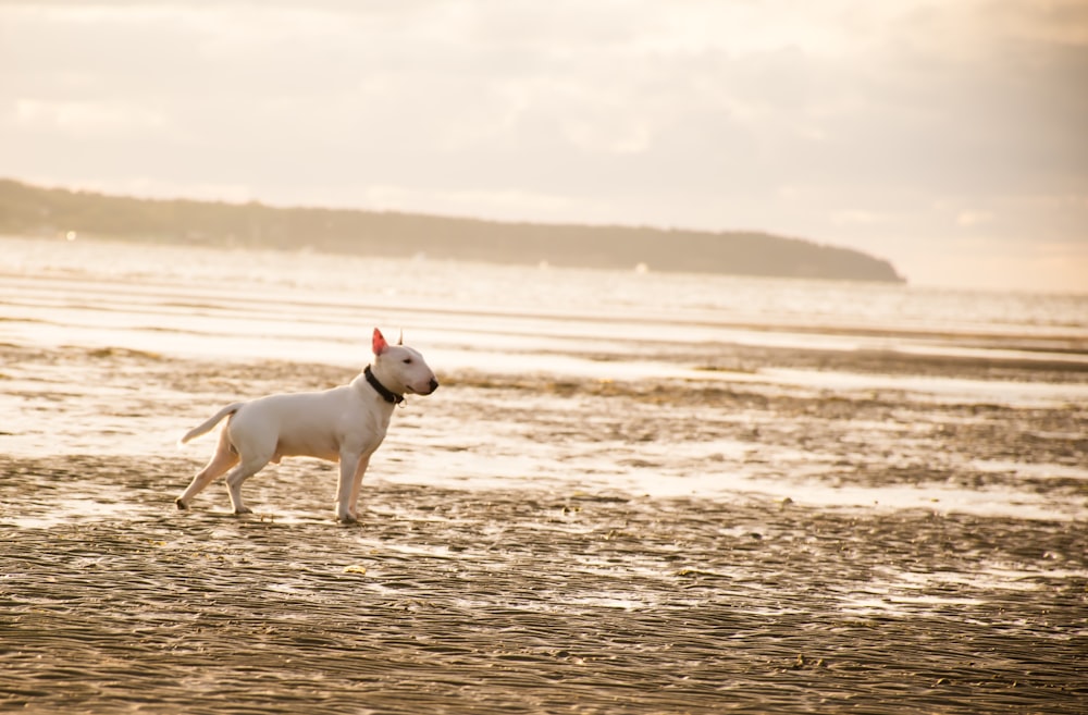 white american bull terrier standing on beach