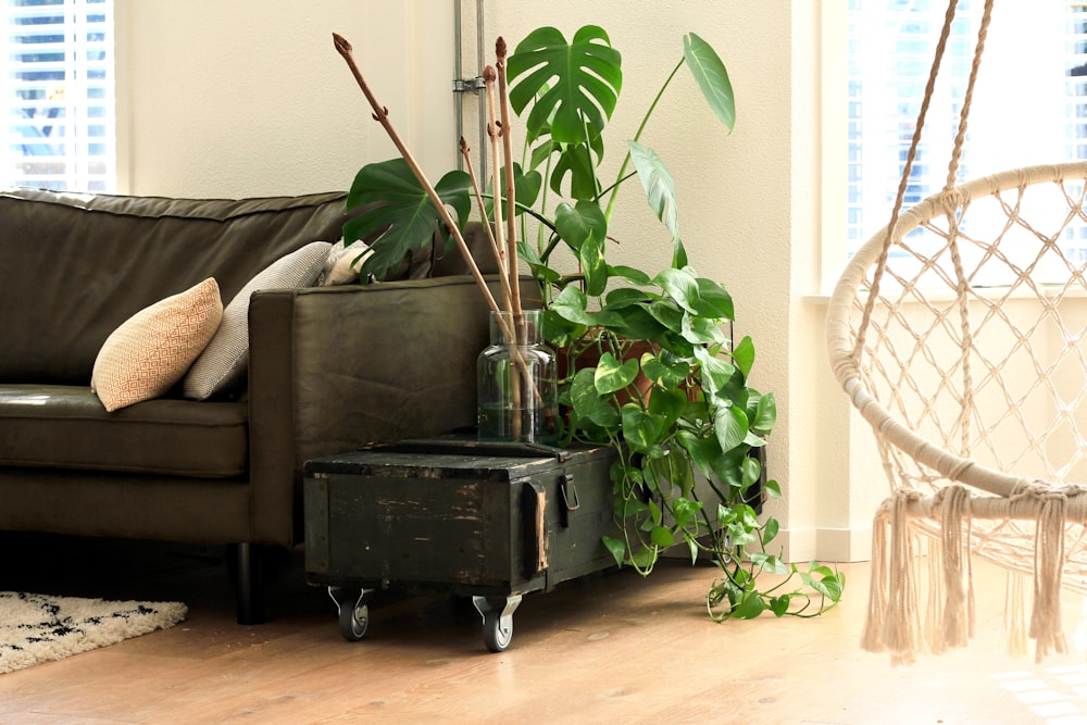 brown leather sofa beside green leaf plant
