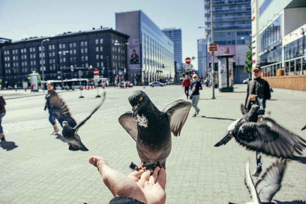 person holding black pigeon across city buildings