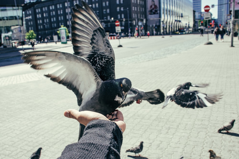 grey pigeon lands on person's hand for food at the park