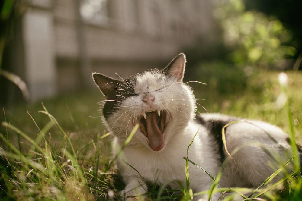 yawning cat on green grass