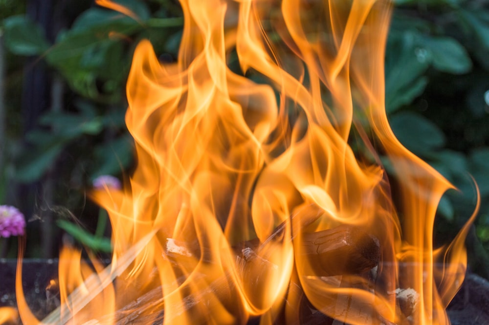 wood burning near green-leafed plants