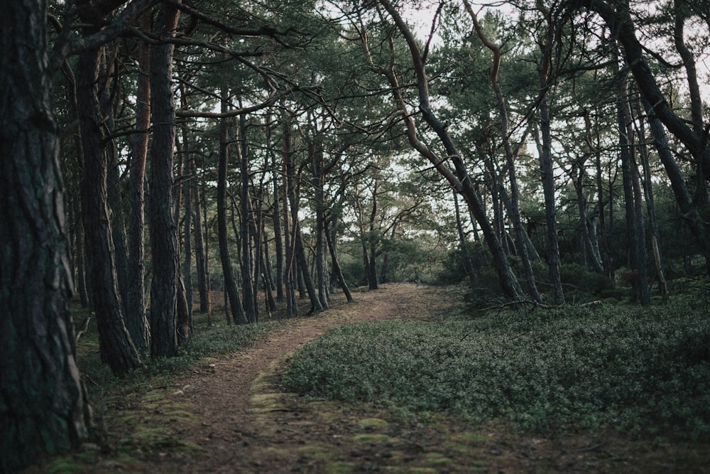 dirt road between trees at daytime