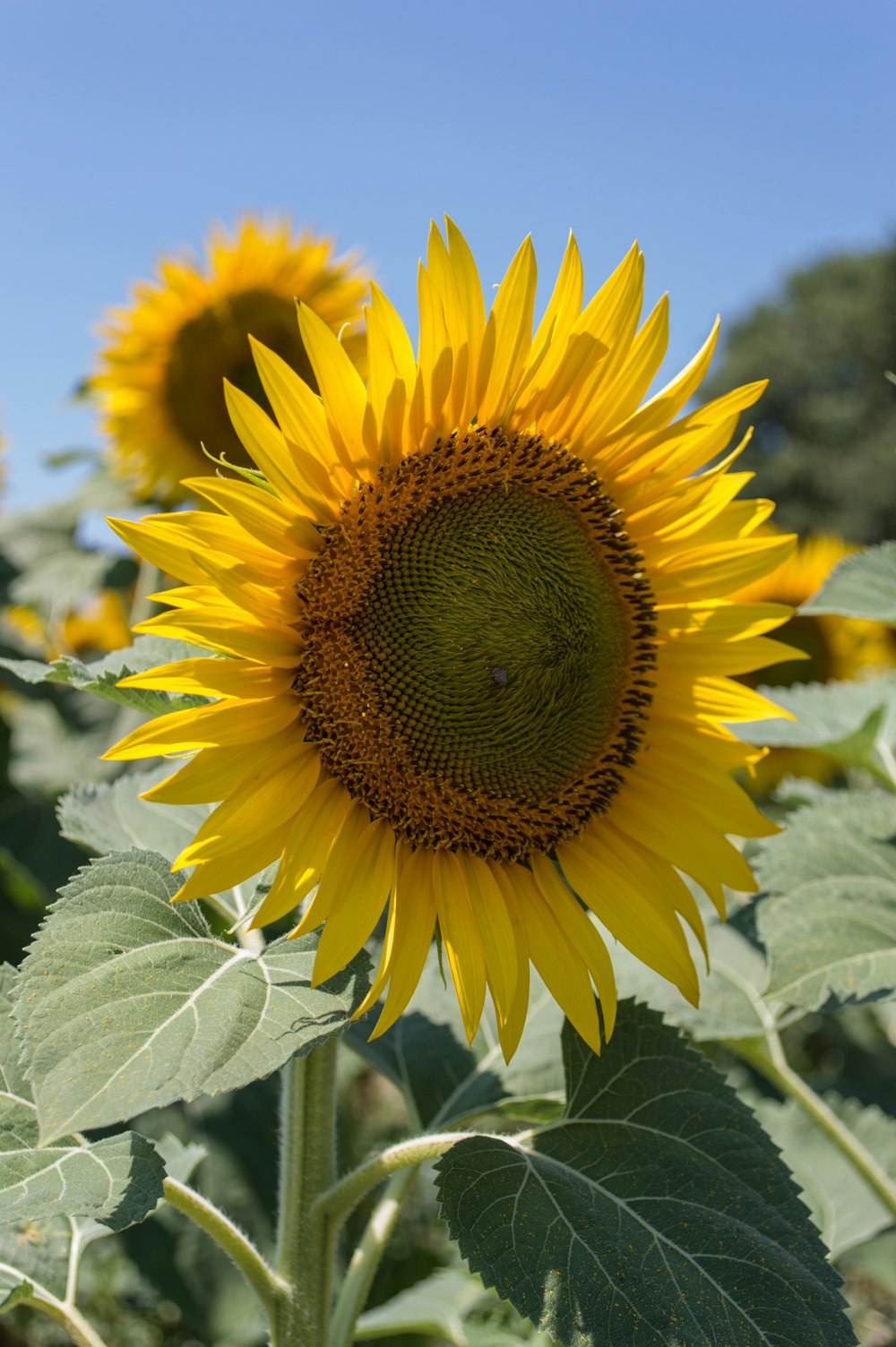 yellow sunflower