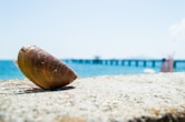 brown clamp shell near body of water