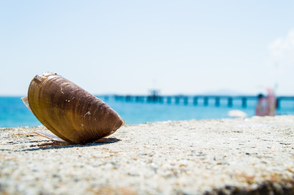 Conchiglia di morsetto marrone vicino allo specchio d'acqua