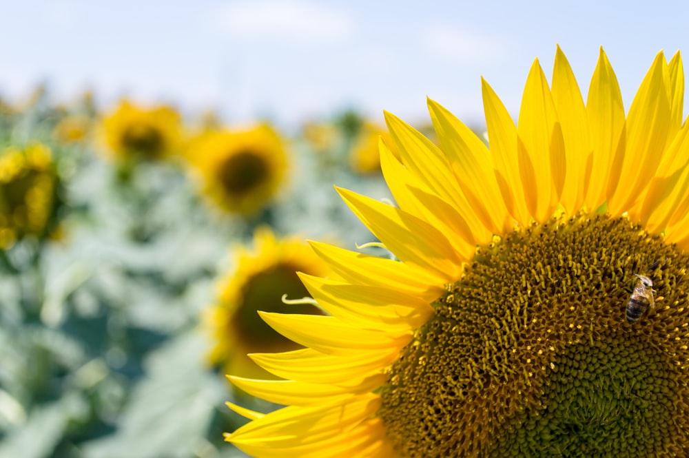 yellow sunflower