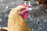Close-up of a plump broiler chicken ready for market