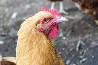 A close-up of a chicken with golden-brown feathers and a bright red comb and wattle. The chicken's eye is prominently visible, conveying a sense of alertness. The background is blurred, with earthy tones, indicating an outdoor setting.
