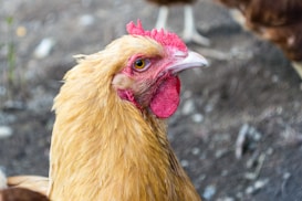 A close-up of a chicken with golden-brown feathers and a bright red comb and wattle. The chicken's eye is prominently visible, conveying a sense of alertness. The background is blurred, with earthy tones, indicating an outdoor setting.