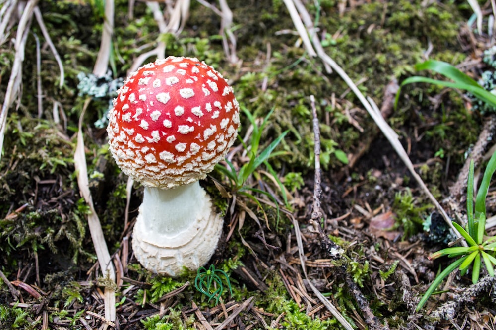 red mushroom