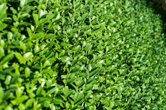 Hedge, Bush, & Small Tree Trimming