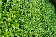 green-leafed plants during daytime