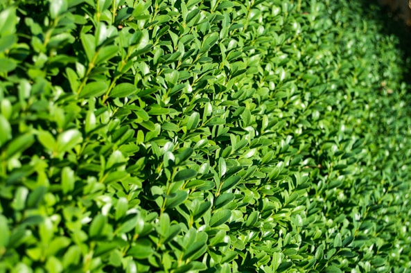 hedge trimming