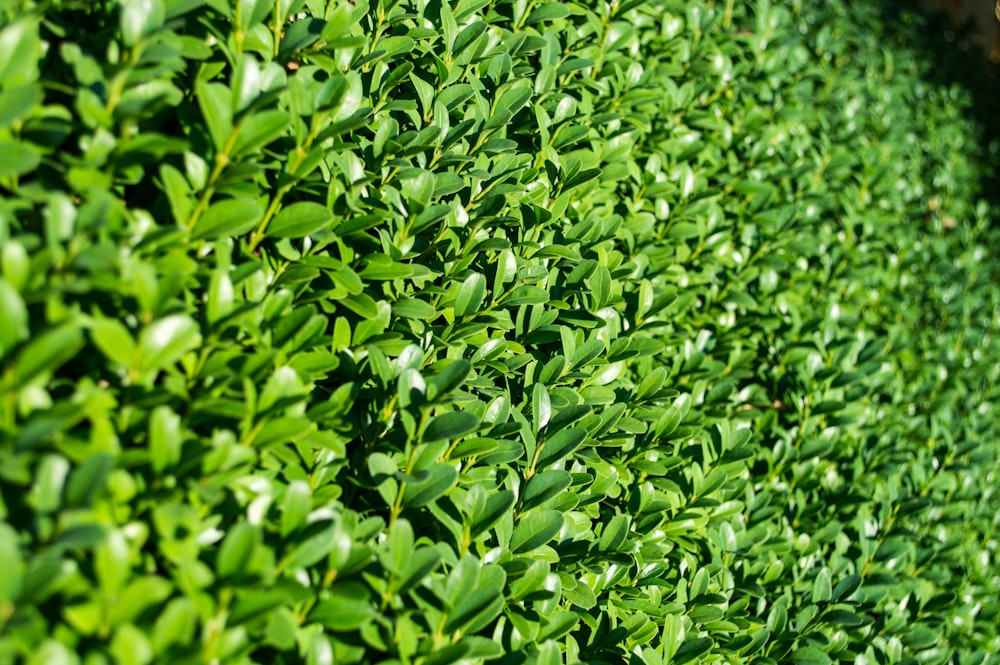 green-leafed plants during daytime