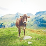 A cow stands on lush green grass with mountainous terrain in the background. The cow wears a bell around its neck and appears relaxed in the natural setting, surrounded by vibrant greenery and rocky mountain peaks.