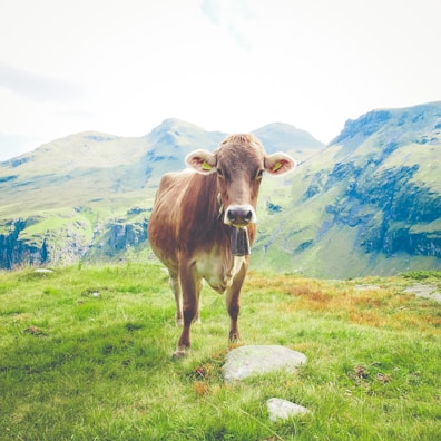 A cow stands on lush green grass with mountainous terrain in the background. The cow wears a bell around its neck and appears relaxed in the natural setting, surrounded by vibrant greenery and rocky mountain peaks.