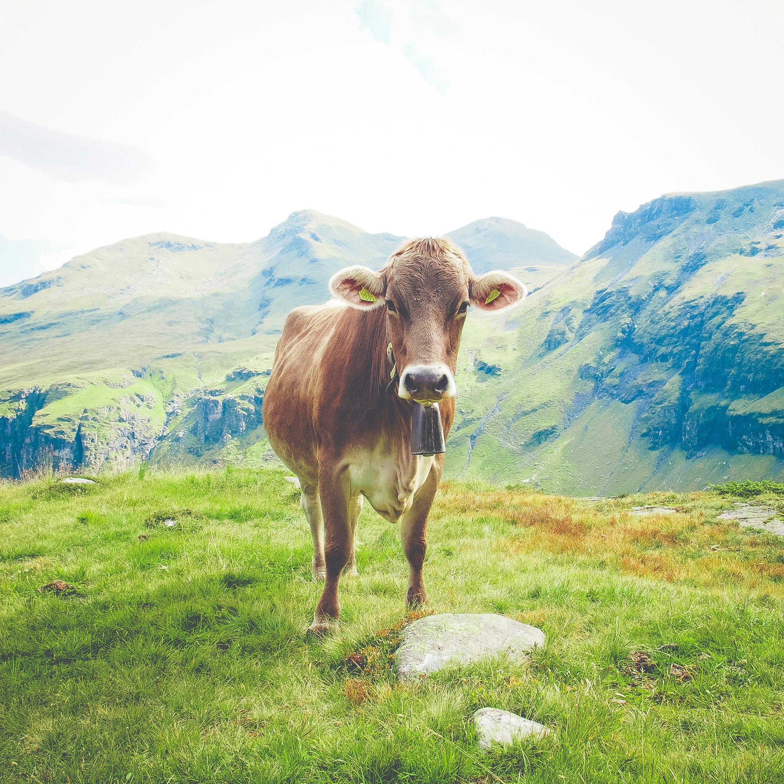 brown cattle near mountains