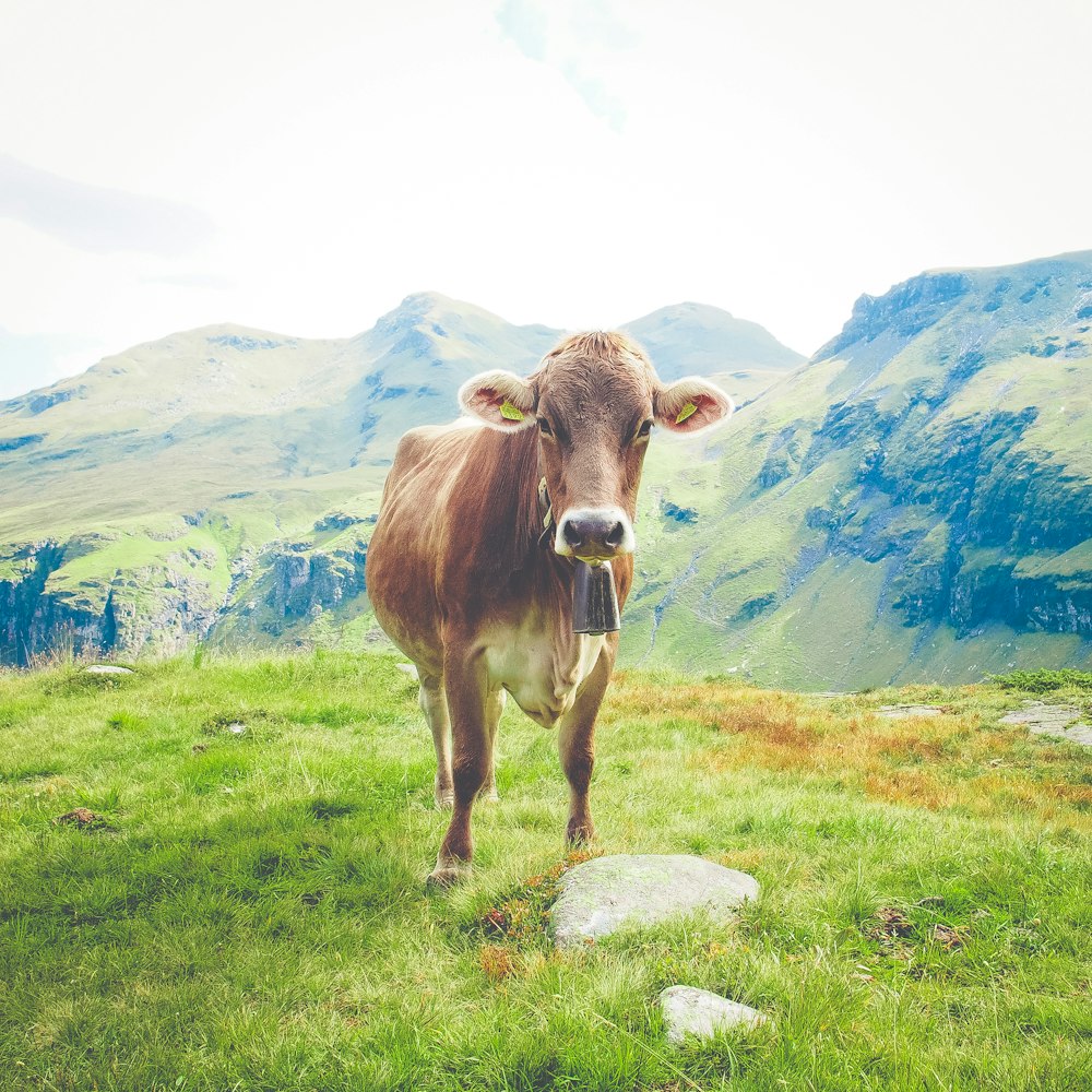 山の近くの茶色の牛