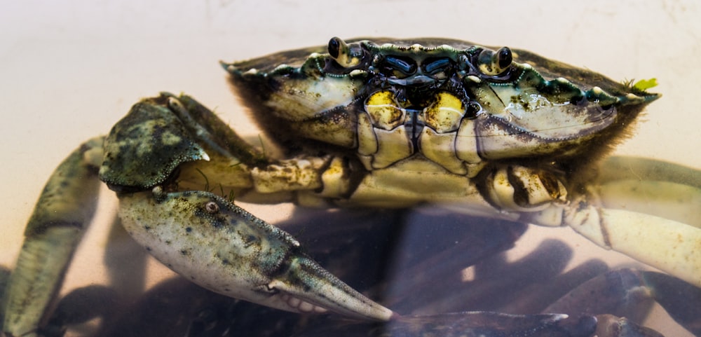 brown and white crab photo