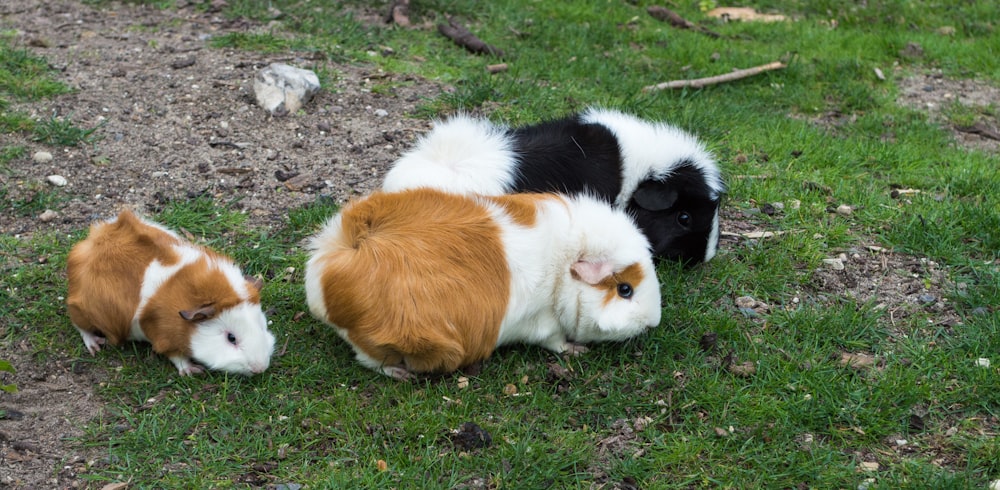three guinea pigs on grass field