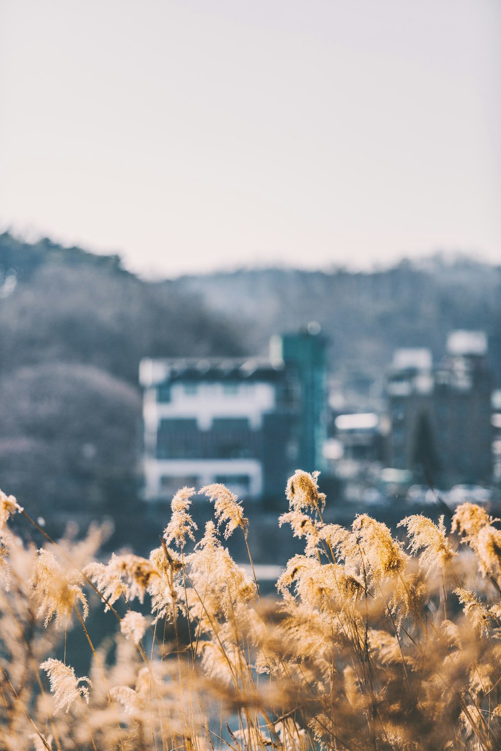 yellow-leafed tree