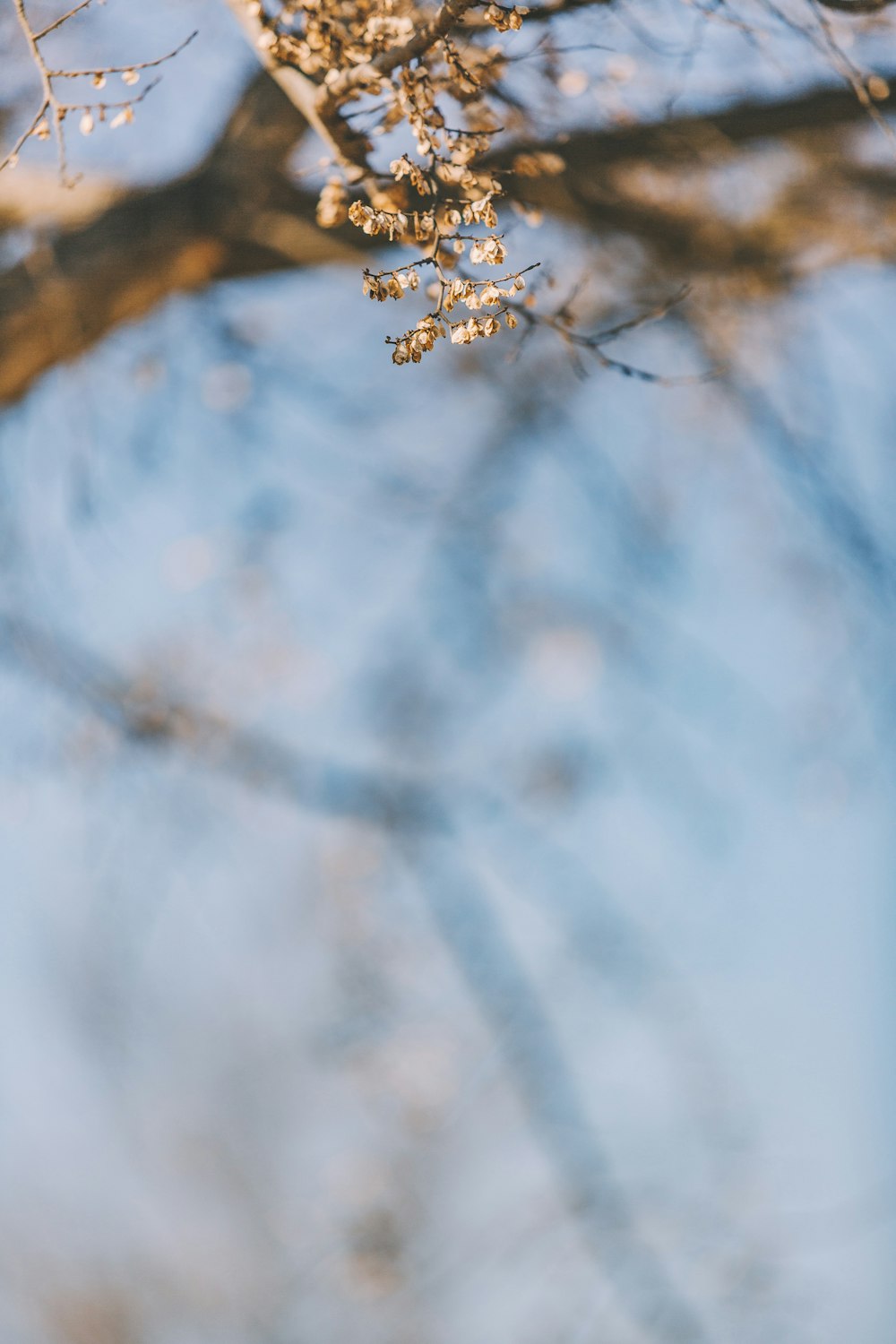 foto di messa a fuoco selettiva dell'albero