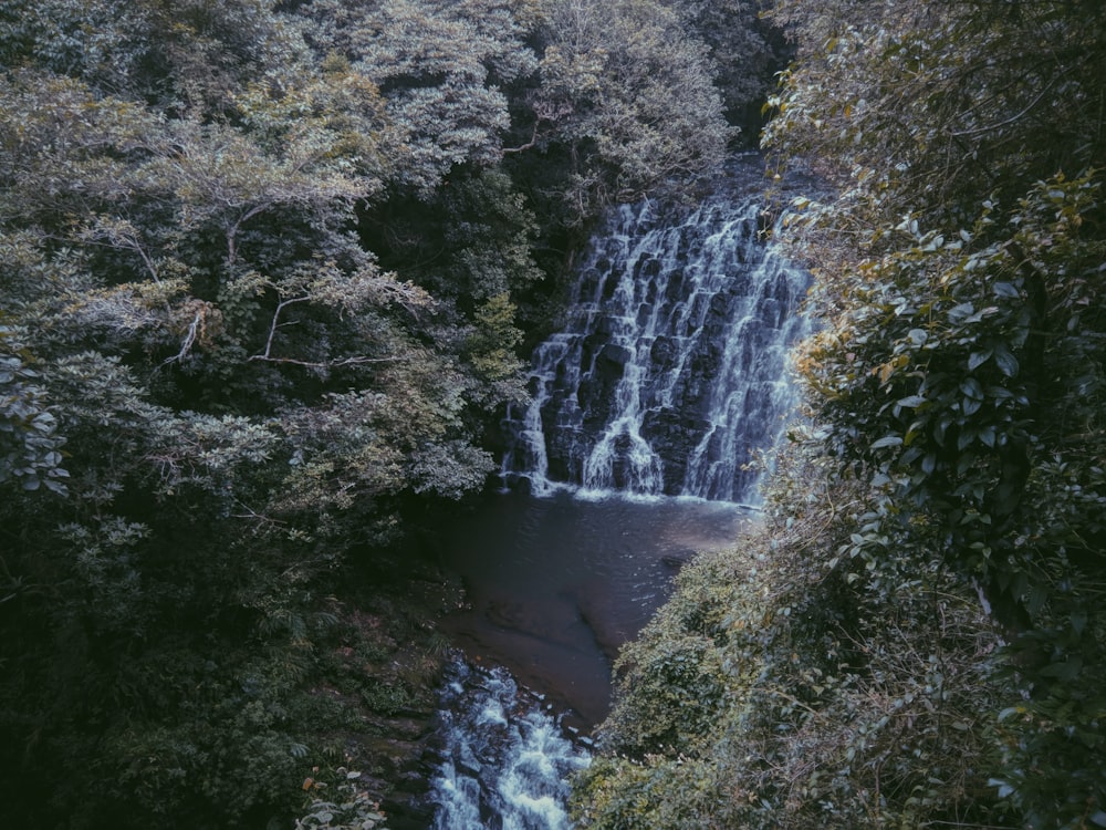 waterfalls surrounded by trees