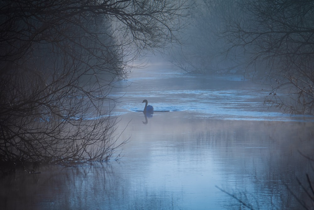 silhouette of swan floating on water surrounded by bare trees
