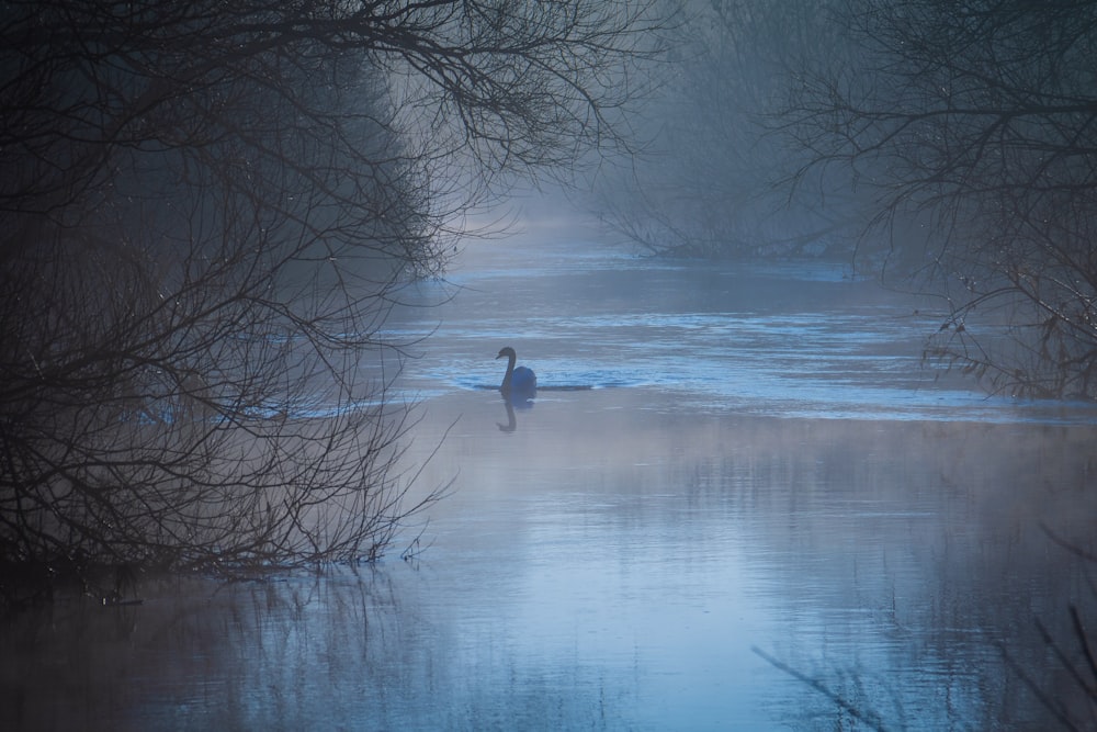 silueta de cisne flotando en el agua rodeado de árboles desnudos