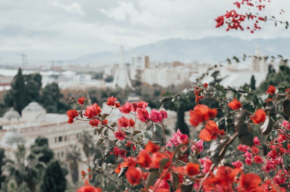 pink bougainvilleas