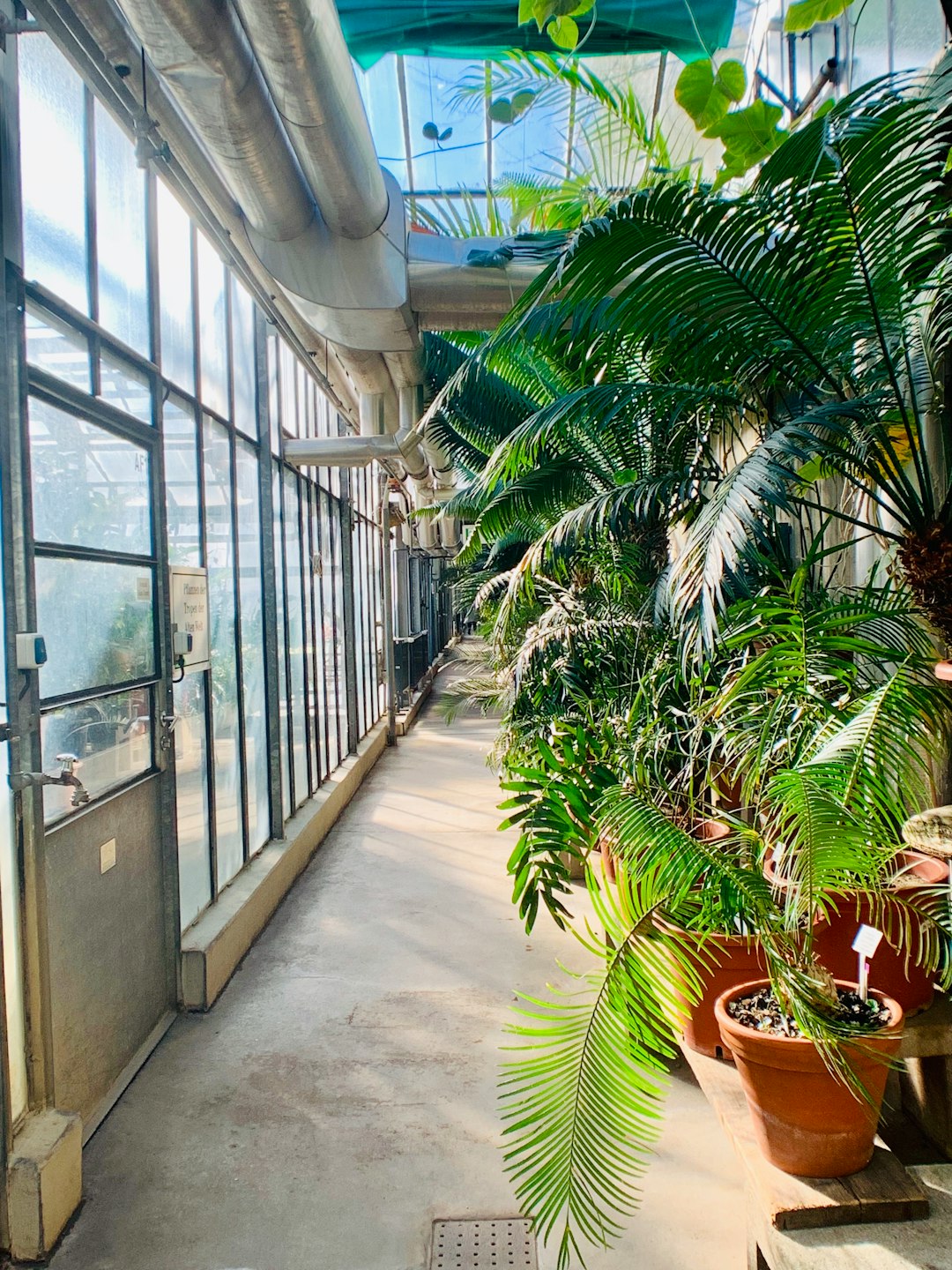 green majesty palm in pot inside building