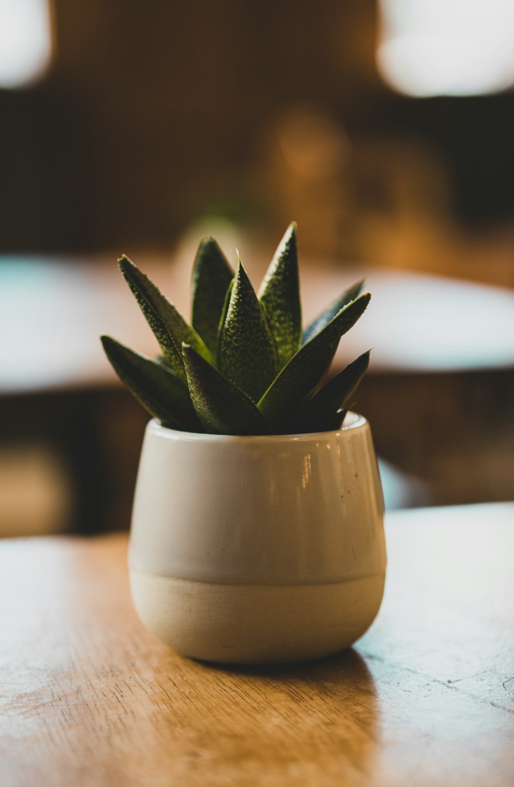 green succulent plant on white ceramic pot