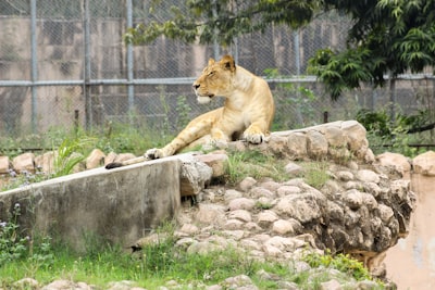 lioness inside cage mammal zoom background