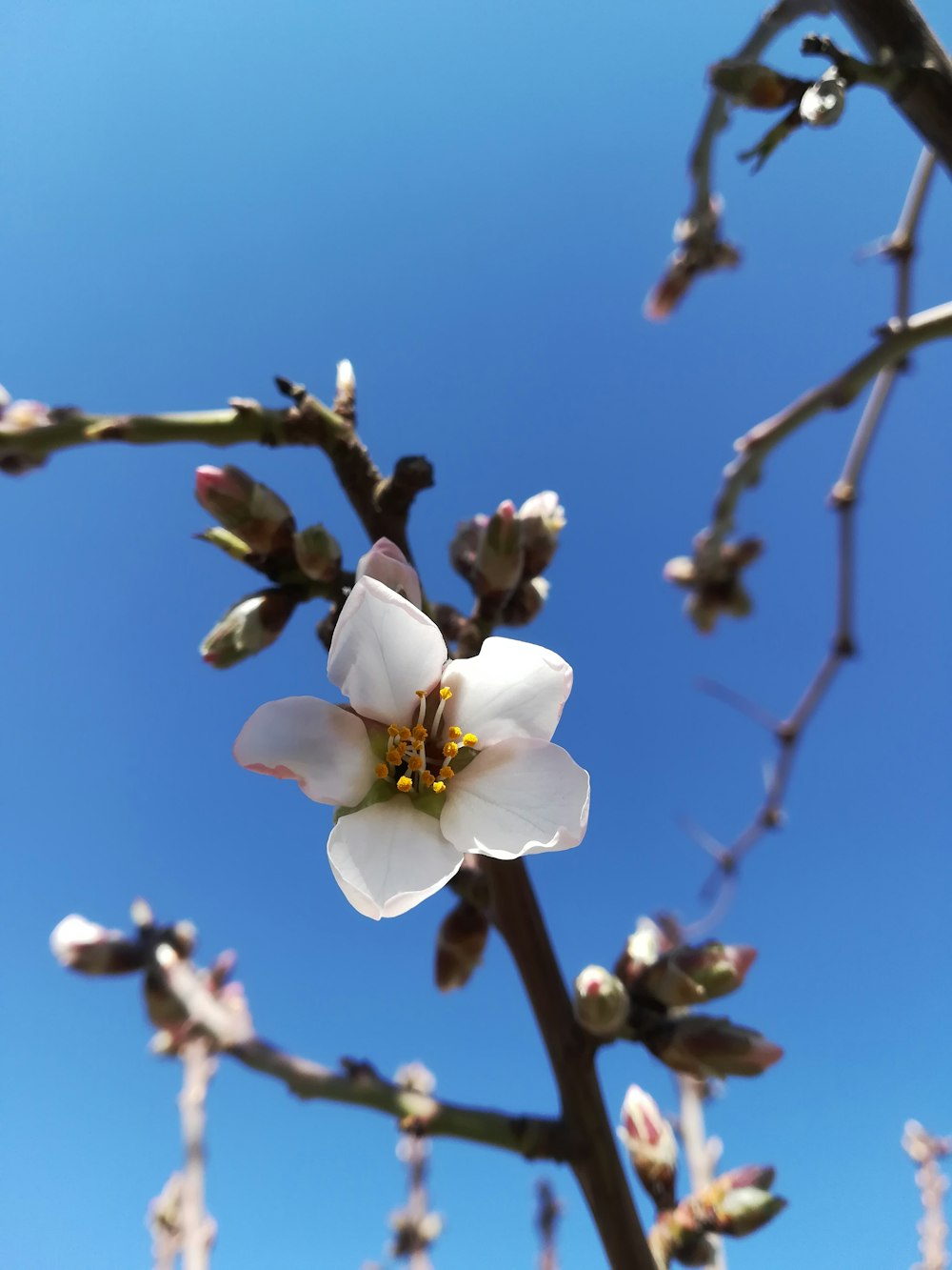 white flowering tree during daytime