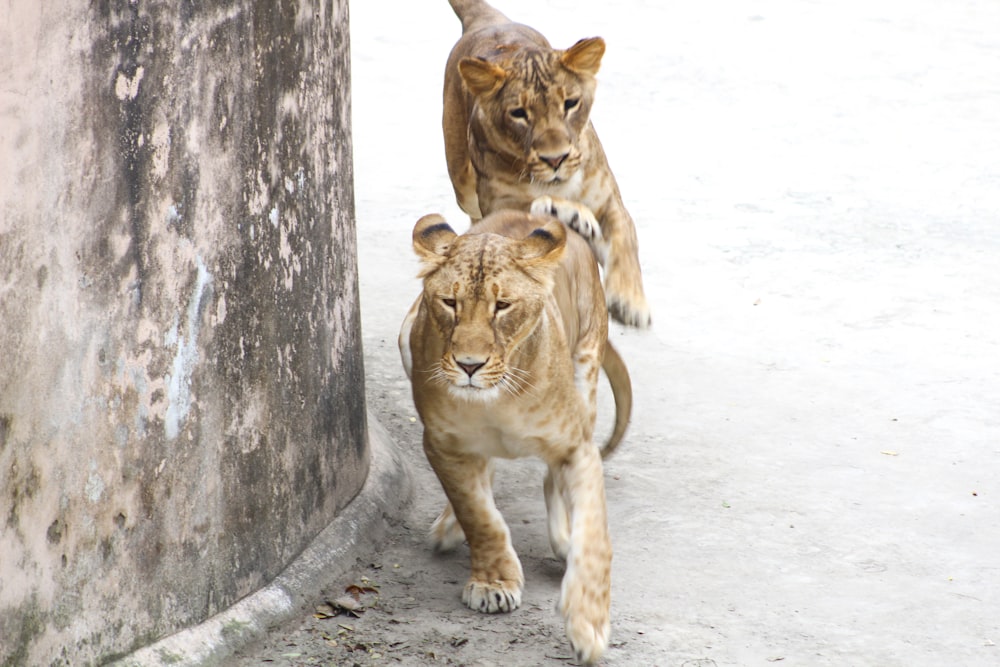 two brown tigers