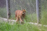 A caracal walking within an enclosed outdoor area with chain-link fencing and green grass. The animal has a reddish-brown coat, black ear tufts, and piercing eyes.